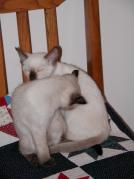kittens - 071307 23